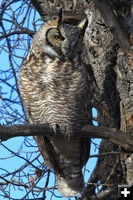 Great Horned Owl. Photo by Fred Pflughoft.