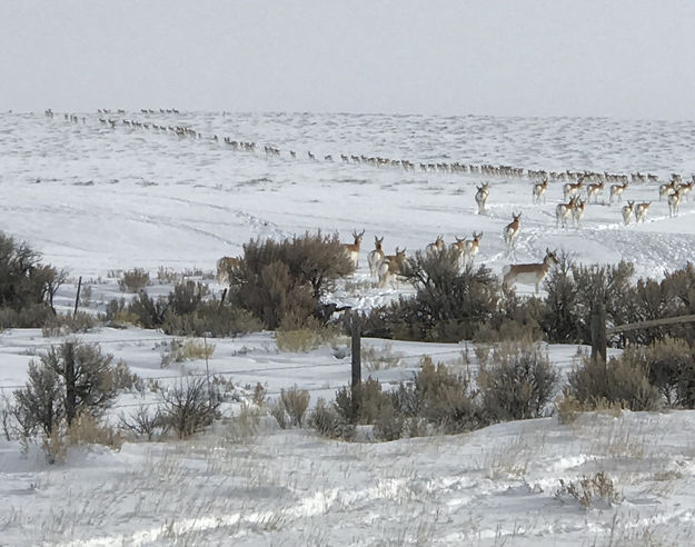 Long line. Photo by Renee' Smythe.