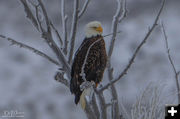 Frosty Eagle. Photo by Dave Bell.