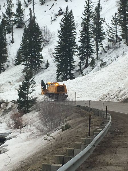 Cow of the Woods. Photo by Wyoming Department of Transportation.