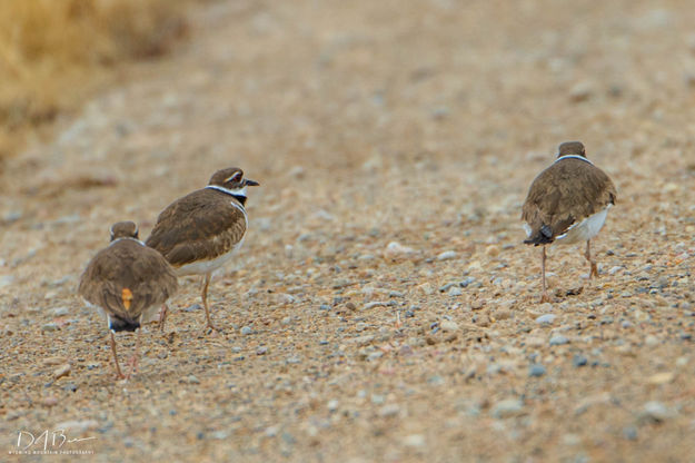 Kildeer. Photo by Dave Bell.