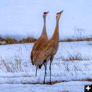 Sandhill Cranes. Photo by Dave Bell.