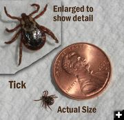 Ticks are out. Photo by Pinedale Online.