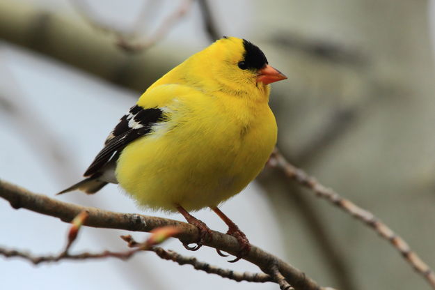 American Goldfinch. Photo by Fred Pflughoft.