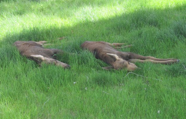 Nap Time. Photo by Bill Boender.