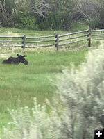 Moose. Photo by Renee Smythe.