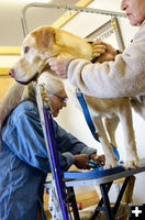 Clipping nails. Photo by Happy Endings Animal Resdue.