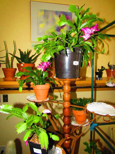 Christmas Cactus. Photo by Dawn Ballou, Pinedale Online.