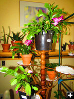 Christmas Cactus. Photo by Dawn Ballou, Pinedale Online.