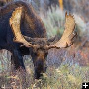 Big Bull. Photo by Dave Bell.