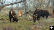 Two Bulls. Photo by Dave Bell.