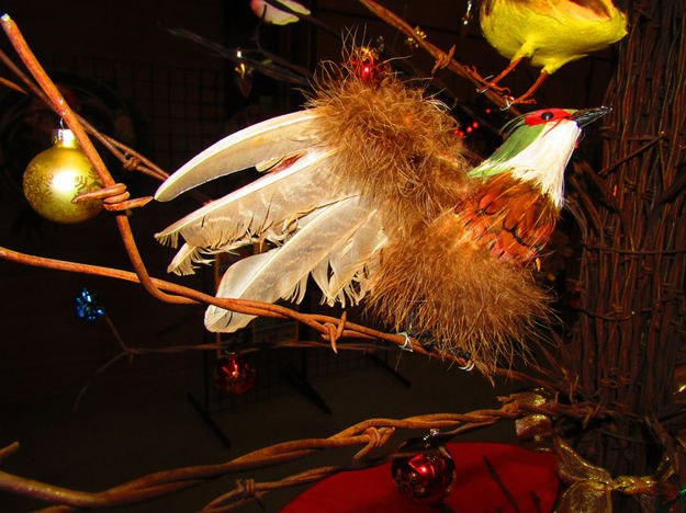 Bird in tree. Photo by Dawn Ballou, Pinedale Online.