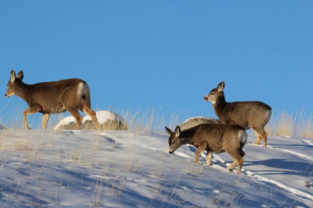 Wyoming mule deer. Photo by Wyoming Game & Fish.