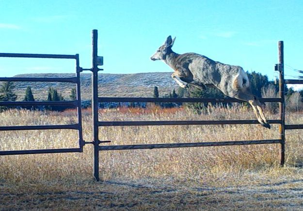 Wildlife fences. Photo by Wyoming Game & Fish.