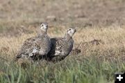 Sage Grouse. Photo by Wyoming Game & Fish.