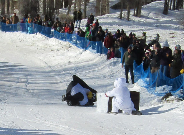 Lost the Penguin. Photo by Dawn Ballou, Pinedale Online.