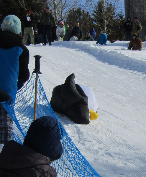 Popped out penguin. Photo by Dawn Ballou, Pinedale Online.