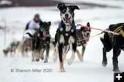 Sled dogs. Photo by Shannon Miller, Wyoming Stage Stop.