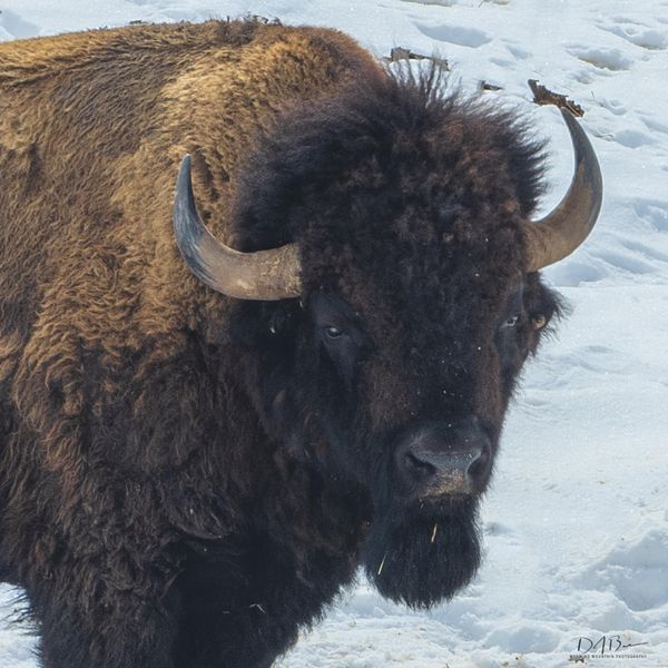 Bison. Photo by Dave Bell.