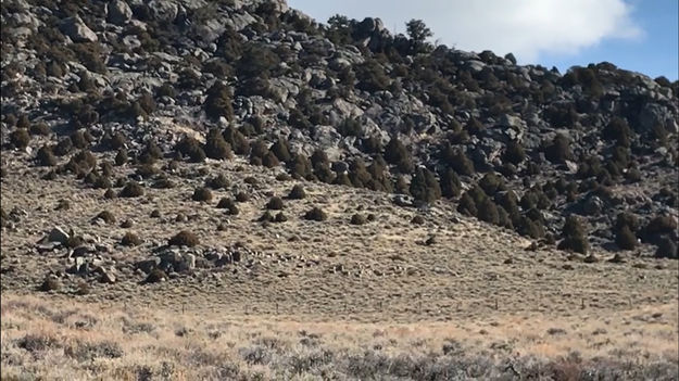 Mule Deer are migrating. Photo by Cat Urbigkit.