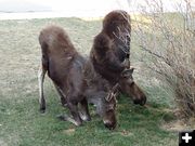 Moose. Photo by Sarah Murdock.