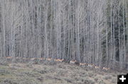 Pronghorn migration. Photo by Rob Tolley.