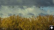 Honkers. Photo by Dave Bell.