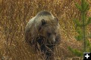 Grizzly. Photo by Dave Bell.