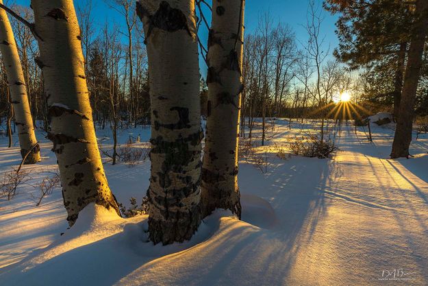 Aspen trees. Photo by Dave Bell.