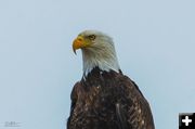 Bald Eagle. Photo by Dave Bell.