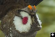 Blue Grouse. Photo by Dave Bell.