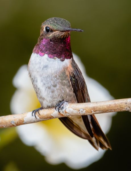 Broad Tailed Hummingbird. Photo by Tony Vitolo.