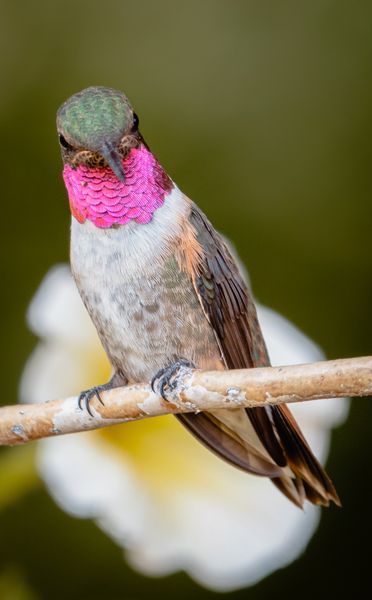 Broad Tailed Hummingbird. Photo by Tony Vitolo.