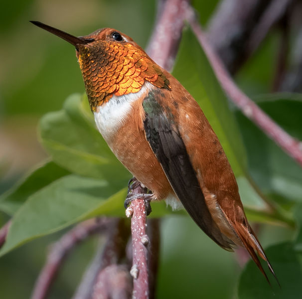 Rufous Hummingbird. Photo by Tony Vitolo.