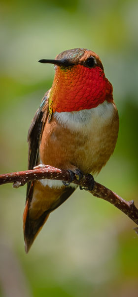 Hummingbird. Photo by Tony Vitolo.