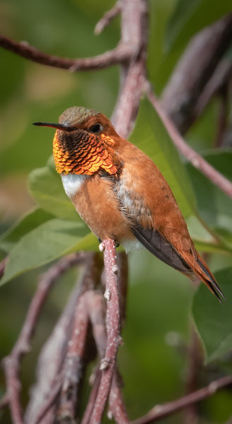 Rufous. Photo by Tony Vitolo.