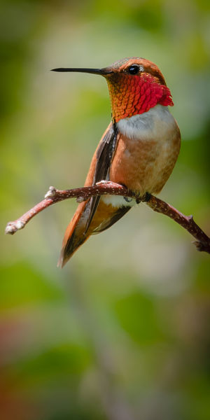 Hummingbird. Photo by Tony Vitolo.