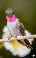 Broad Tailed Hummingbird. Photo by Tony Vitolo.