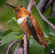 Rufous Hummingbird. Photo by Tony Vitolo.