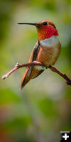 Hummingbird. Photo by Tony Vitolo.