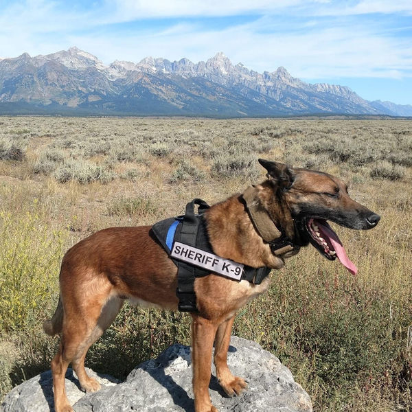 K9 Wojtek. Photo by Sublette County Sheriff's Office.