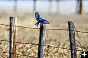 Bluebird. Photo by Sharon Rauenzahn.