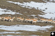 Pronghorn at Kendall Valley. Photo by Rob Tolley.