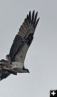 Osprey with a fish. Photo by Elena Slate.