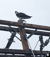 High perch. Photo by Elena Slate.