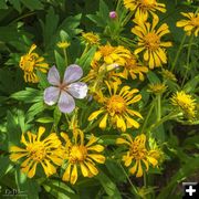 Beautiful Wildflowers. Photo by Dave Bell.