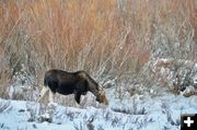 Winter moose. Photo by Rob Tolley.