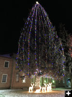 Lighted tree. Photo by Dawn Ballou, Pinedale Online.