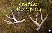 Antler hunting. Photo by Pinedale Online.