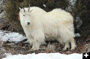 Billy Goat. Photo by Fred Pflughoft.